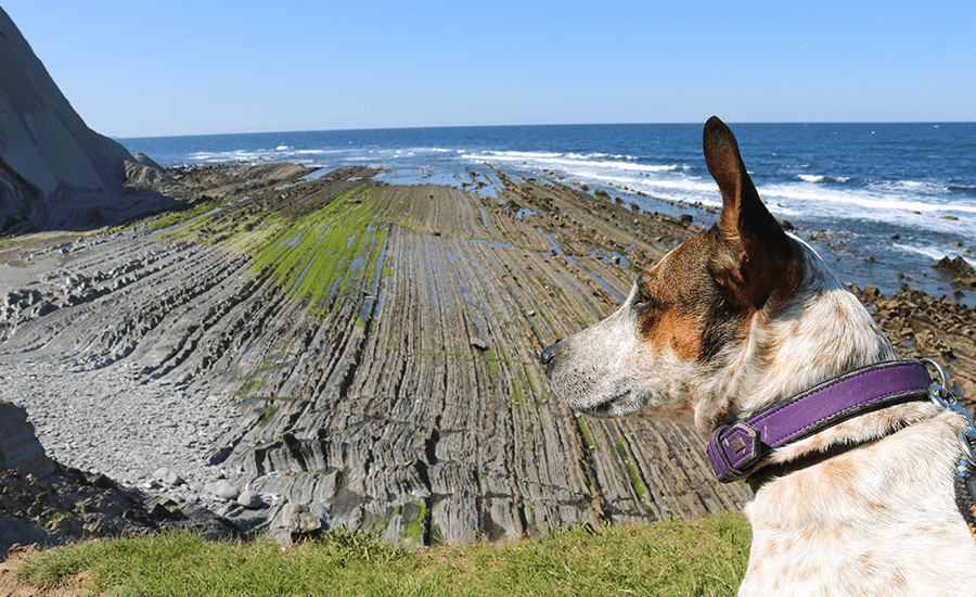 La Ruta del Flysch con perro