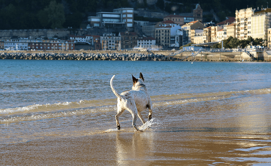 Viajar a San Sebastián con perro