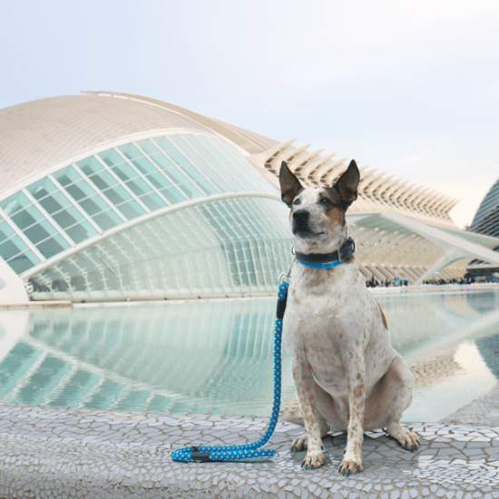 Valencia con perro