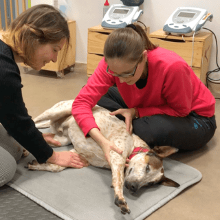 ejercicios de estiramiento para perros