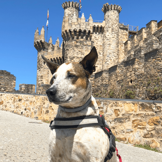 Ponferrada con perro