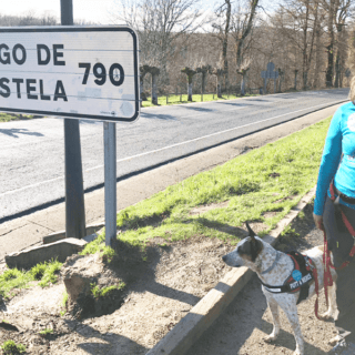 Consejos para hacer el Camino de Santiago con perro