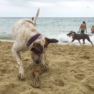 playas para perros en Barcelona Un perro en una playa canina