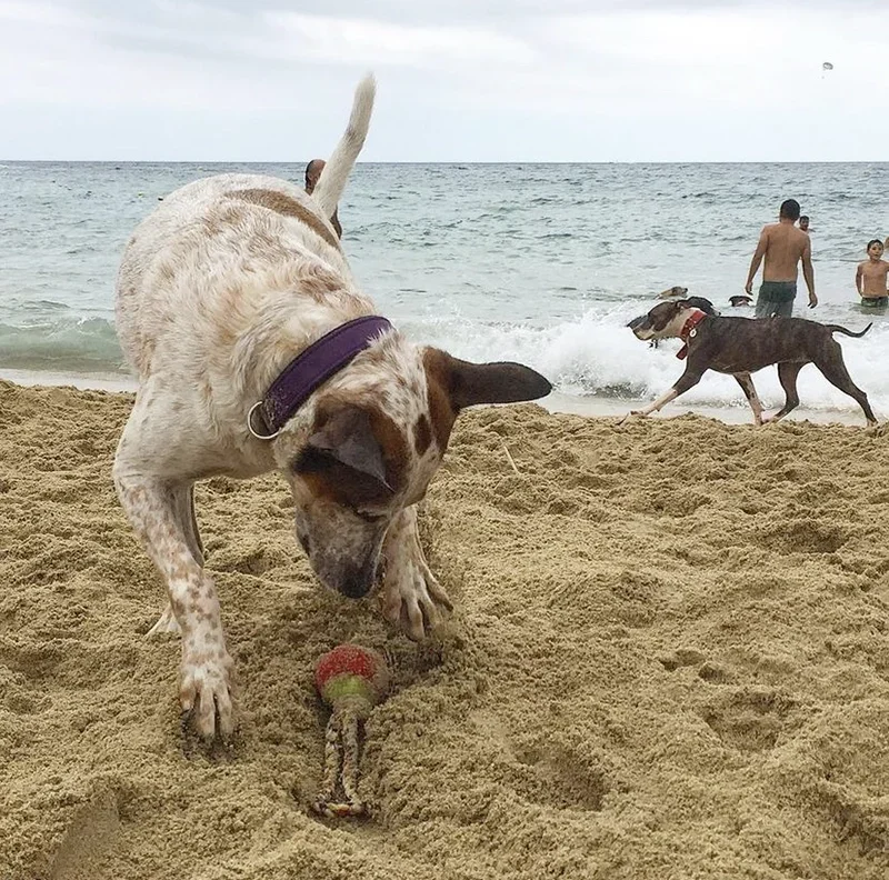 Un perro en una playa canina