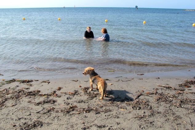 perro en la orilla de la playa