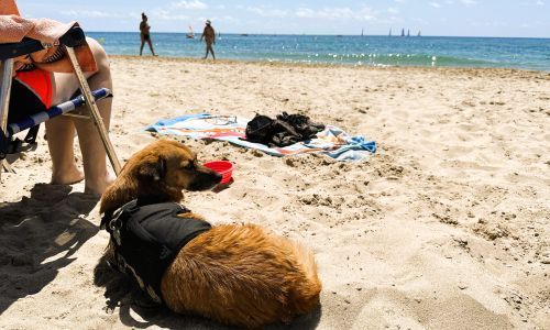 Perro disfrutando en la playa canina de Torredembarra