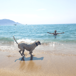 playas para perros en Girona Un perro en la orilla de la playa jugando con su dueño que está dándose un baño en el mar.