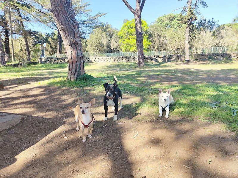 áreas recreativas dog friendly en Gran Canaria Santa Cristina