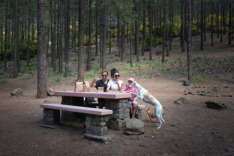 áreas recreativas dog friendly en gran canaria llanos de la pez