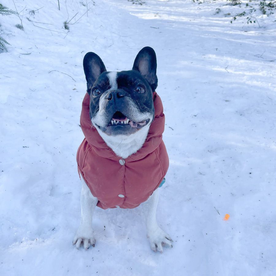 Perro disfrutando de un destino nevado en España