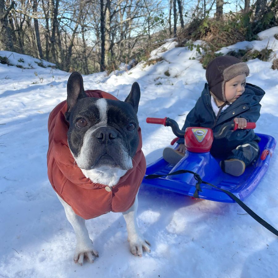 Perro disfrutando de la nieve con un niño siguiendo consejos de seguridad