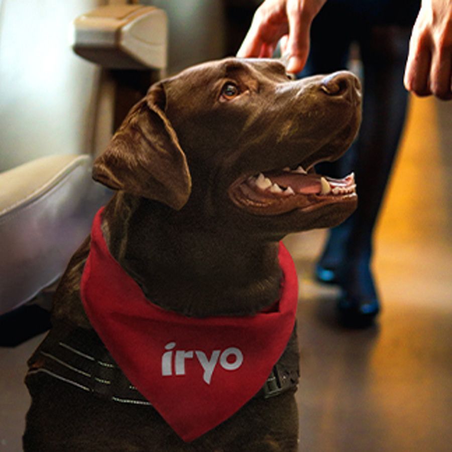 Perro grande con pañuelo rojo de iryo viajando en un tren