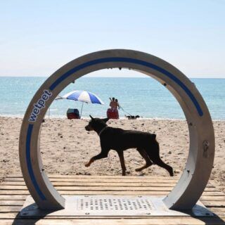 playas para perros en castellón Perro en la playa canina de Moncáfar
