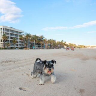 playas para perros en tarragona Un perro paseando por la arena de la playa.