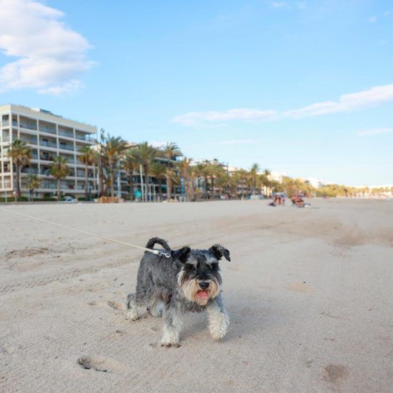 Un perro paseando por la arena de la playa.