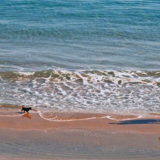 playa para perros en Murcia un perro caminando por la playa
