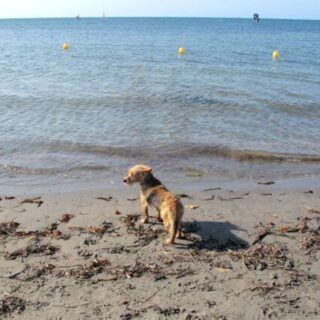 playas para perros en alicante un perro de pie en la orilla de la playa