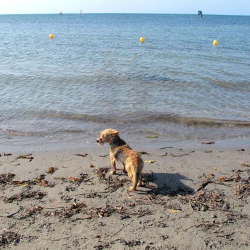 un perro de pie en la orilla de la playa