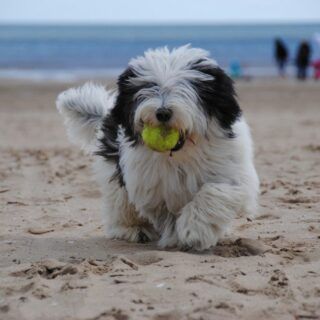 playas para perros en valencia un perro con una pelota en la boca en la playa