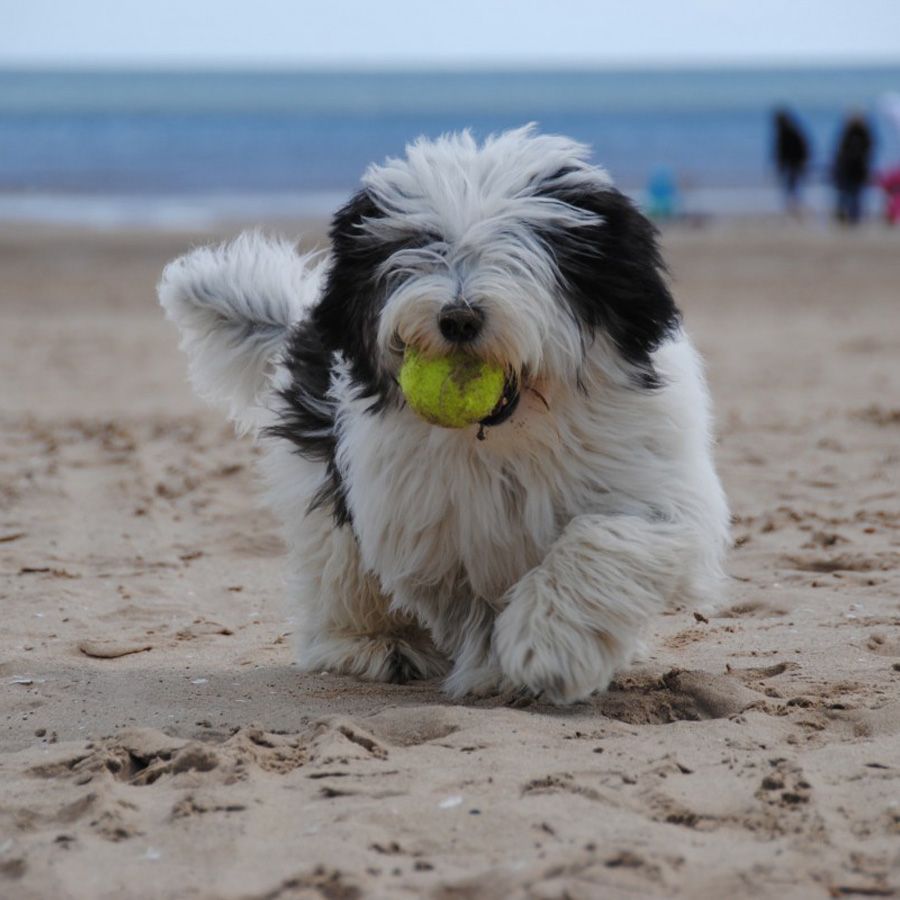 un perro con una pelota en la boca en la playa